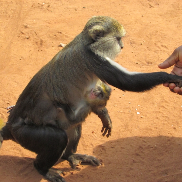 Mama and Baby Monkey