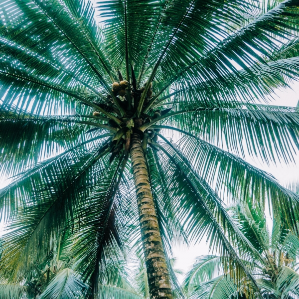 Coconut Tree