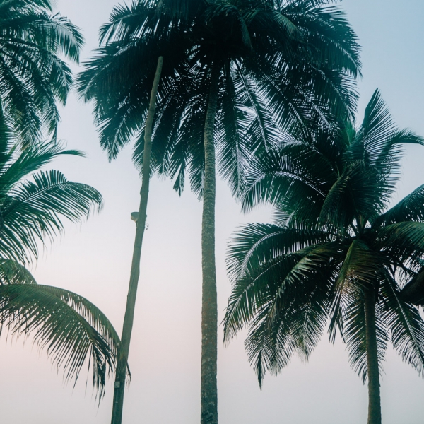 Coconut Tree 2
