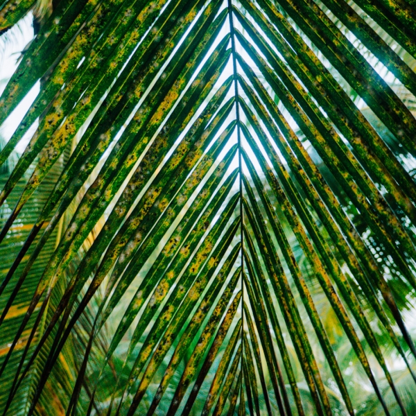Palm Leaves