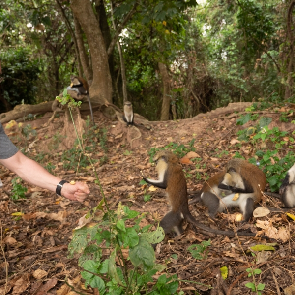 Tafi Atome Monkey Sanctuary