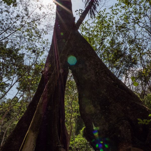Forest Adventure